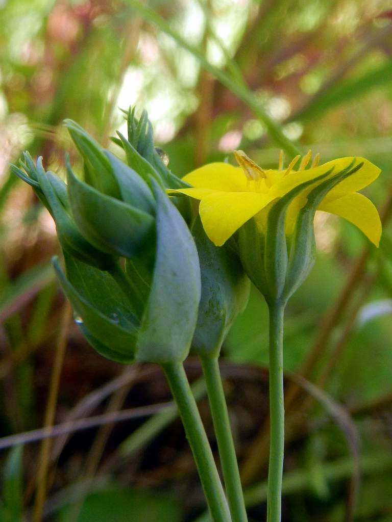 Blackstonia perfoliata.